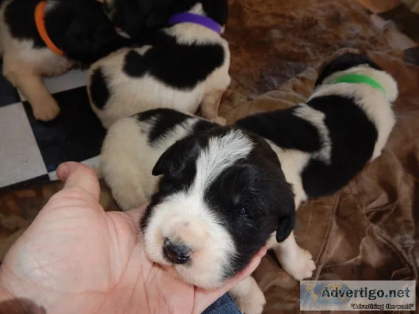 Little Big boys. 50% Newfoundland and 50% Pyrenees