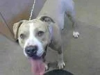 Adopt WIGGLES a Pit Bull Terrier  Mixed dog in Sacramento CA (15