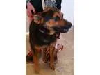 Adopt Chavez a Black - with Tan Yellow or Fawn German Shepherd D