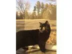 Adopt Velvet a All Black Domestic Shorthair (short coat) cat in 
