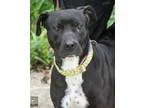 Adopt Sophie - Courtesy Post a Black - with White Pit Bull Terri
