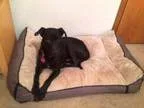 Adopt Mervis a Labrador Retriever