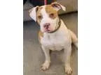 Adopt Polly a Pit Bull Terrier