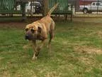 Adopt A073656 a BrownChocolate Pit Bull Terrier  Mixed dog in Gr