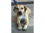 Adopt Sandy a Catahoula Leopard Dog Labrador Retriever