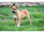 Adopt Connie a TanYellowFawn - with White Labrador Retriever  Mi