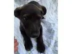 AKC Silver and Charcoal Labrador Retrievers