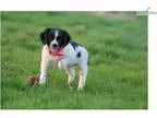Jalla(French Brittany)
