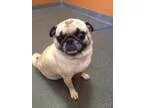 Adopt Murphy a White - with Black Cocker Spaniel  Mixed dog in D