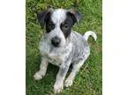 Adopt Annie a Australian Cattle Dog (Blue Heeler)