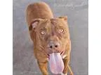 Adopt Mac (courtesy post) a Labrador Retriever Pit Bull Terrier