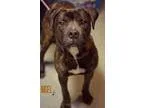 Adopt Nigel a Brindle - with White American Pit Bull Terrier  Mi