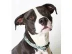 Adopt Kaido a Pit Bull Terrier  Mixed dog in Eugene OR (15292881