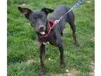 Adopt Cici a Black - with Brown Red Golden Orange or Chestnut La