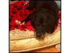 Adopt KC a Black Labrador Retriever  Mixed dog in Colorado Sprin