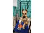 Adopt Brielle a Dachshund