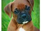 Boxer Puppies For Sale
