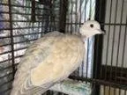 Adopt Hughie a Dove bird in Orlando FL ()