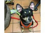 Adopt Rocco a Miniature Pinscher