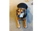 Adopt Barney Beagle a BrownChocolate - with Black Beagle  Mixed 