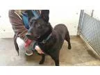 Reese Male Black CKC Shihpoo