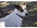 Adopt Stitch a Rat Terrier Australian Cattle Dog (Blue Heeler)