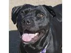 Adopt Bee a Black Labrador Retriever  Mixed dog in Burlingame CA