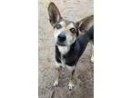 Adopt Mandy a Black - with Brown Red Golden Orange or Chestnut P