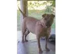 Adopt Zena - Super Fun Loving Girl a Shar Pei Pug