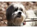 Adopt Benji a Shih Tzu Lhasa Apso