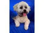 Adopt Milo a Havanese Shih Tzu
