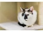 Adopt SYLVIA a Siamese