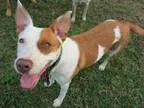 Adopt Olivia a Brittany Spaniel Basenji