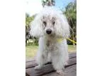 Adopt Lucky a Poodle