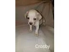Adopt Crosby a Terrier (Unknown Type Medium)  Mixed dog in Tomah