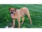 MARCOS - Male Labrador Retriever Mix