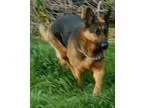 Adopt Trudy a German Shepherd Dog