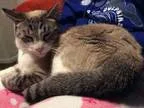 Adopt Laurel a Snowshoe Siamese
