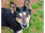 Adopt Kayla a German Shepherd Dog