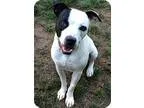 Adopt Harriette (Needs fosterHas application) a Black - with Gra