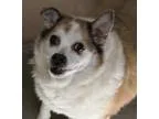 Adopt Minnie Pearl a American Eskimo Dog
