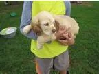 Male and Female Cocker Spaniel Puppies Available