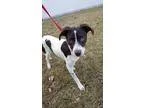 Adopt Bravo a Border Collie