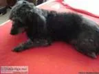 Poodle Terrier mix female years old very loving dog needs good