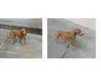Adopt Jessy a Beagle Dachshund