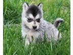 Betty Roylucy nady Alaskan Klee kai puppies 400