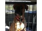 Adopt Lindsey a BrownChocolate Boxer  Mixed dog in Burlington NC