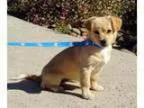 Adopt Dazzle a Jack Russell Terrier Tibetan Spaniel