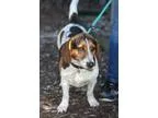 Adopt Avery a Basset Hound