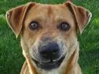 Adopt Benjamin a Carolina Dog